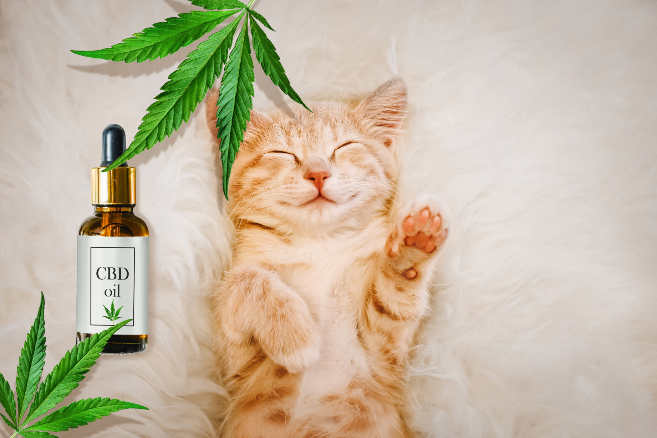 CBD Products for Our Pets