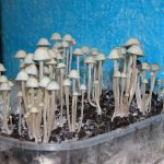 Penis Envy Magic Shrooms: High Potency Mushroom